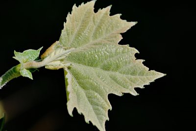 Platanus x hispanica - platan javorolistý - vývoj listu (74) 5